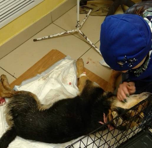 В Брянске собирают деньги на лечение изувеченного в ДТП пса
