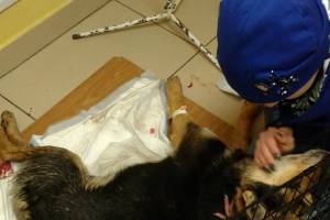 В Брянске собирают деньги на лечение изувеченного в ДТП пса