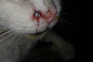В Карачеве из пневматического оружия ранили кота