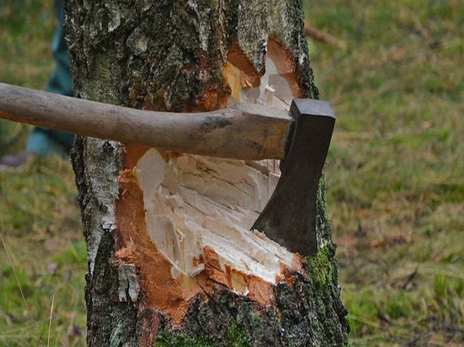 Четверо брянцев незаконно вырубили 60 деревьев на 8,7 млн рублей