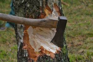 Четверо брянцев незаконно вырубили 60 деревьев на 8,7 млн рублей