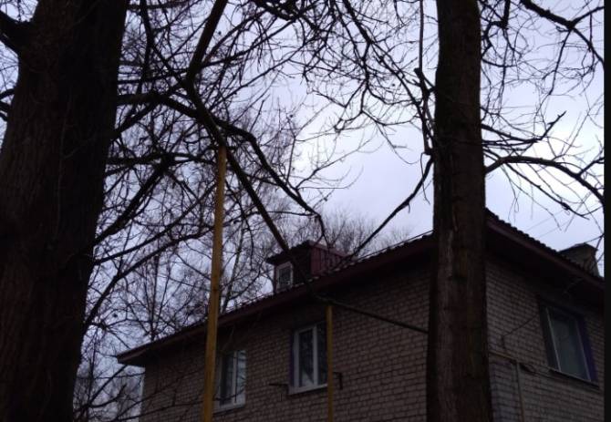 Брянцы просят спилить опасные деревья на проспекте Ленина