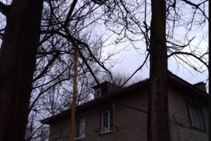 Брянцы просят спилить опасные деревья на проспекте Ленина