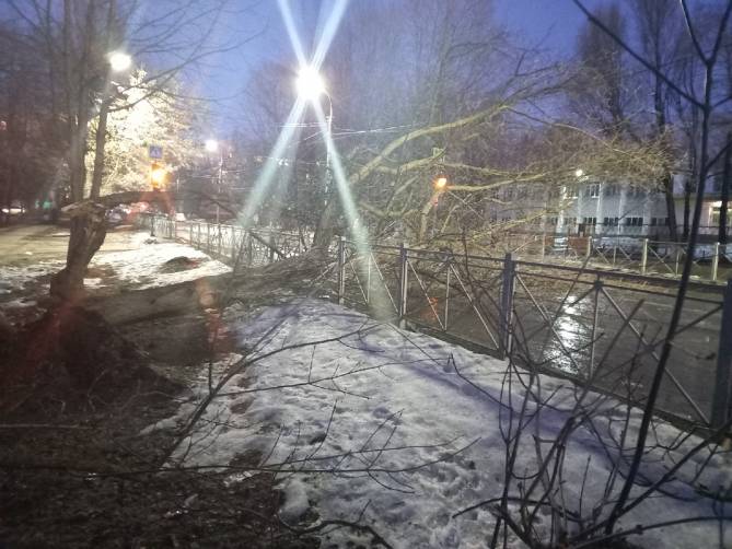В Брянске на улице Горбатова напротив школы №54 рухнуло дерево