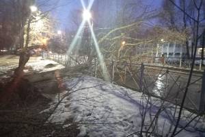 В Брянске на улице Горбатова напротив школы №54 рухнуло дерево
