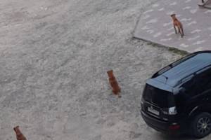 В Брянске дворы у школы №51 оккупировали стаи бродячих собак