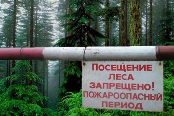 Брянцам запретили ходить в лес до 5 сентября