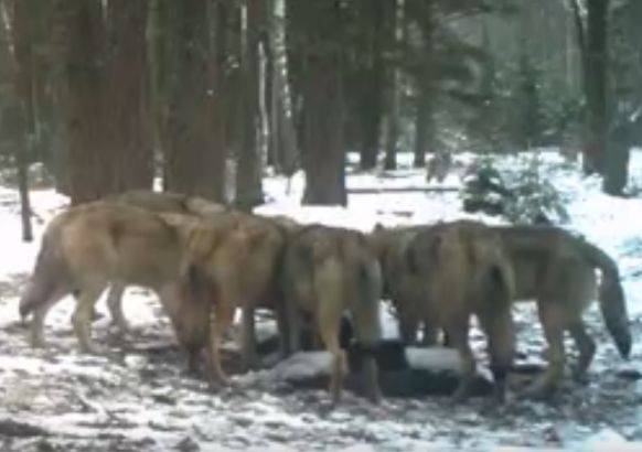 Заповедник «Брянский лес» опубликовал видео со стаей волков