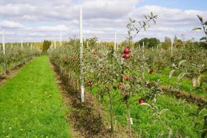 В Брянской области начался сбор урожая в уникальном яблочном саду