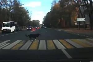 В Брянске сняли на видео переходящую по зебре дорогу собаку