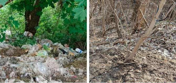 В Брянске нашли виновного в свалке в Нижнем Судке