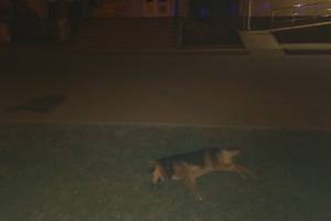 В Брянске сообщили об отравлении бродячих собак