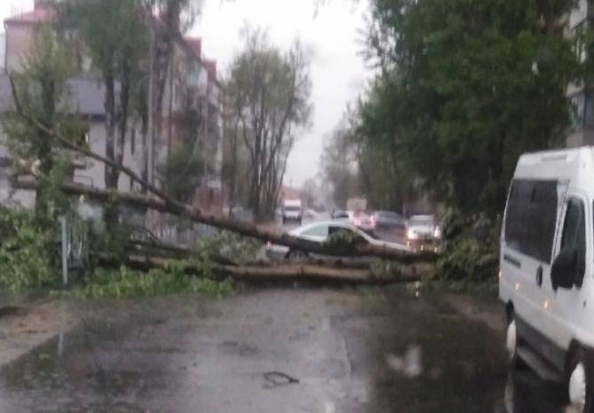 В Брянске непогода повалила десятки деревьев