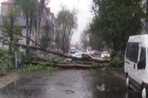В Брянске непогода повалила десятки деревьев