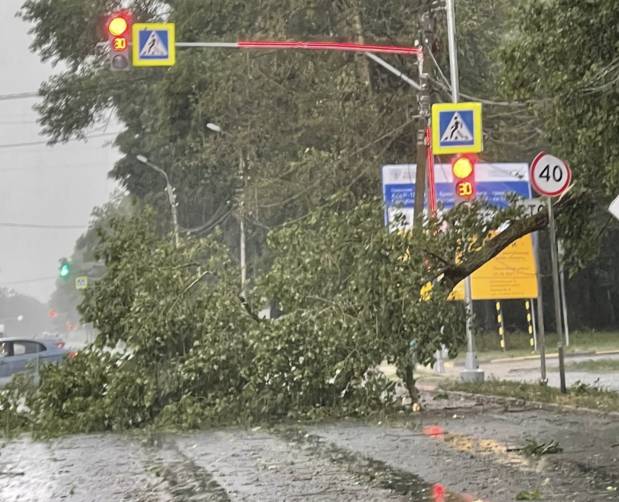 В Брянске у гипермаркета «Линия» рухнуло дерево