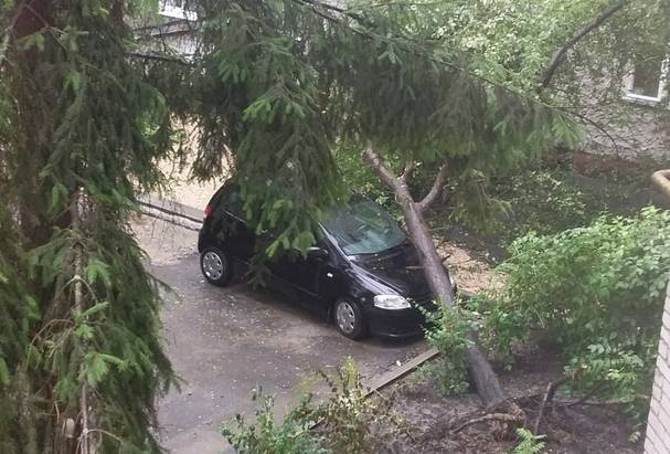 В Брянске во дворе на улице Горького дерево упало на машину 