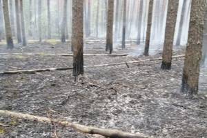 В Навлинском районе выгорело полгектара леса