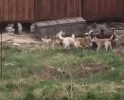В Карачеве сняли на видео убийство собаки стаей бродячих псов