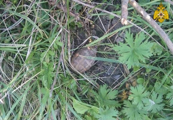 В Суземке возле улицы Лесной нашли гранату Ф-1