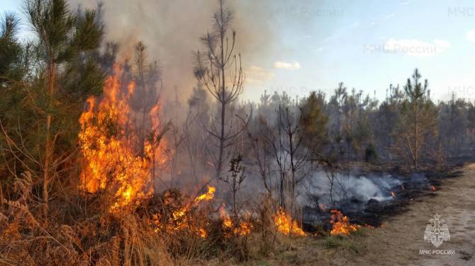 В Клетнянском районе выгорели 1,5 гектара леса