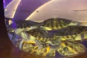 В Брянске кальян с живыми черепахами в баре заказал постоянный клиент