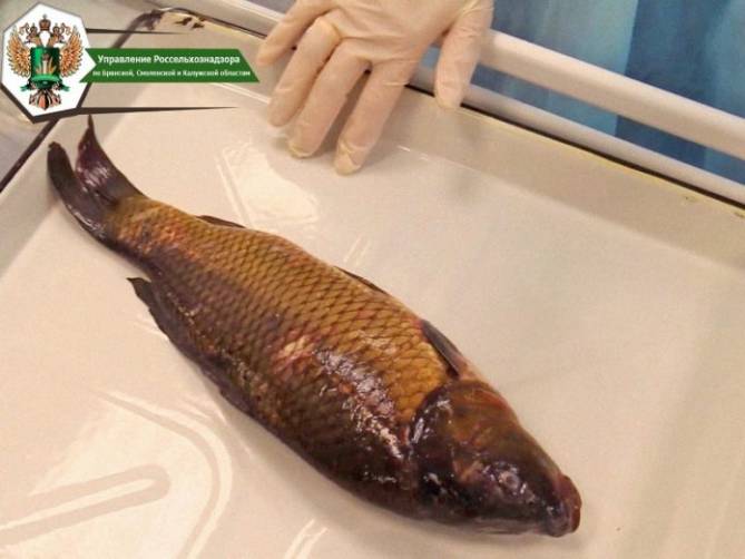 В Брянской области в живой рыбе нашли возбудителей паразитарных заболеваний