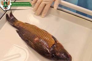В Брянской области в живой рыбе нашли возбудителей паразитарных заболеваний