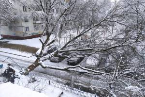 В Фокинском районе Брянска огромное дерево рухнуло на припаркованные автомобили