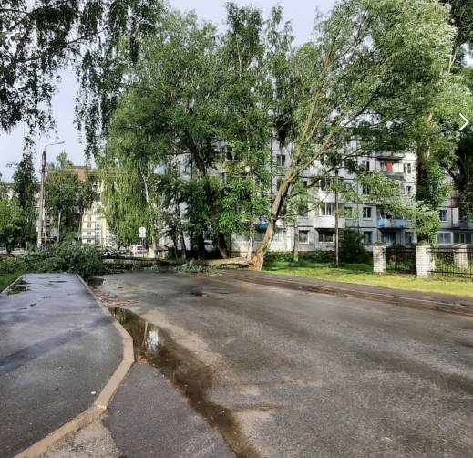 В Брянске на улице Кольцова рухнувшее дерево перегородило дорогу