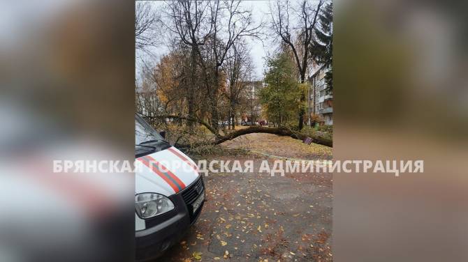 В Брянске на улице Докучаева рухнуло дерево