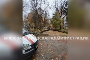 В Брянске на улице Докучаева рухнуло дерево