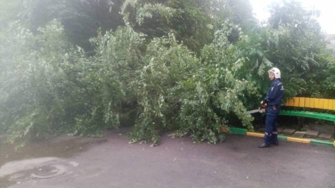 В Брянске ураганный ветер повалил 12 деревьев
