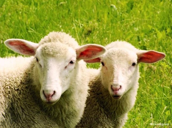 Жителей Брянщины предупредили об опасном заболевании коз и овец