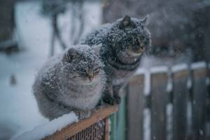 В Брянской области 25 января обещают небольшой снег