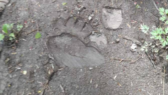 В Дятьковском районе обнаружили следы медведя