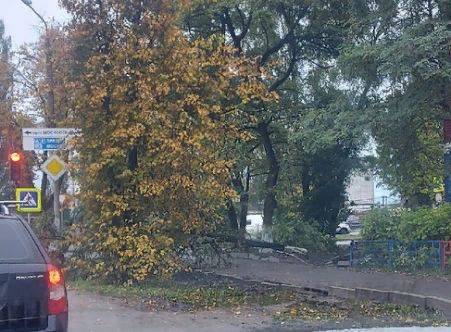 На проспекте Московском в Брянске дерево рухнуло на тротуар
