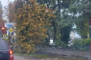 На проспекте Московском в Брянске дерево рухнуло на тротуар