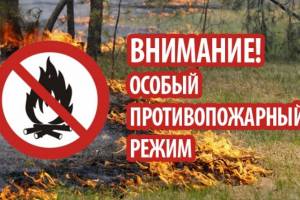 В брянских лесах введен особый противопожарный режим