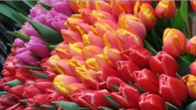 В Брянске открылись цветочные ярмарки