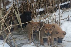 В Брянске догхантеры отравили маму пяти щенков
