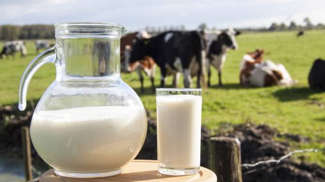 Брянщине выделят 35 миллионов рублей на молочные фермы