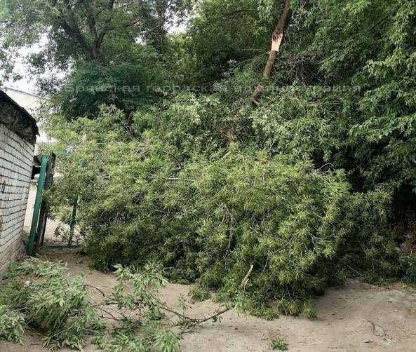 В Брянске рухнуло дерево возле спортшколы по гимнастике