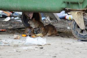 В Брянске гигантские крысы растащили по улице зловонную свалку
