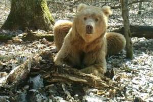 Убитый под Суземкой медведь мог быть знаменитым блондином Арсением