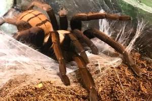 В Клинцах откроют выставку живых пауков