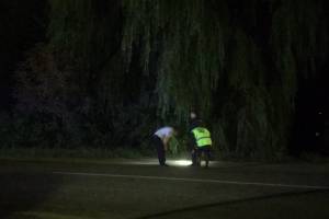 В Навле неизвестный водитель сбил пешехода и скрылся