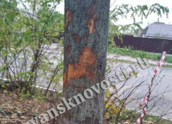 В новозыбковском парке смертельно ранили деревья