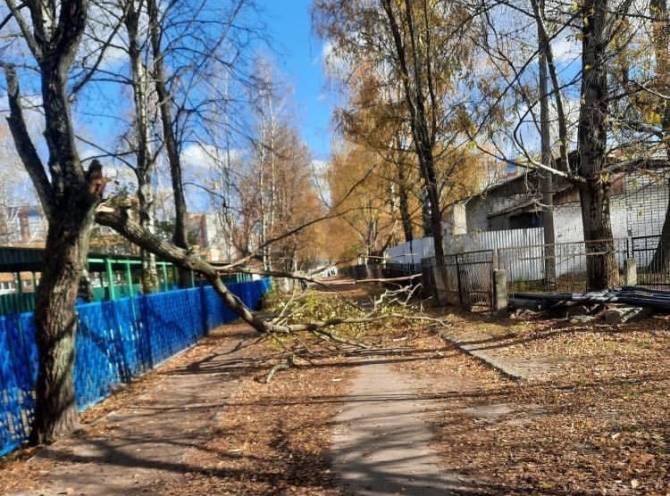 В Брянске возле школы №60 на дорогу рухнуло дерево