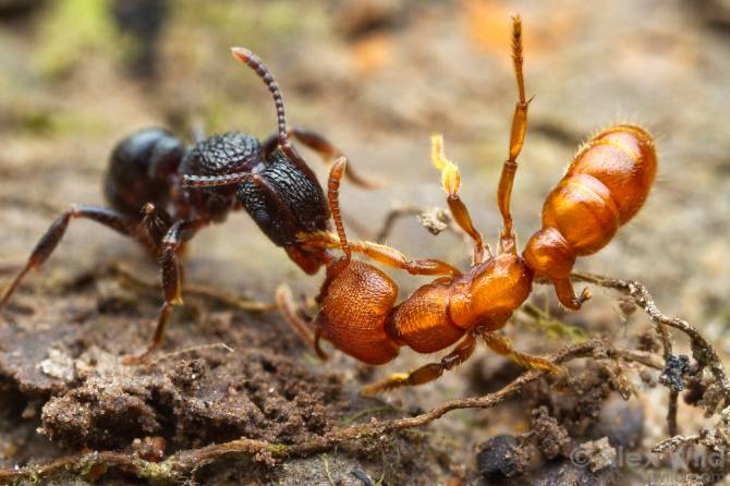 В Трубчевске жильцов дома позвали на битву с муравьями и тараканами