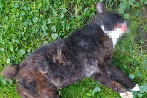 В Мглине водителя судебных приставов наказали за убитого кота
